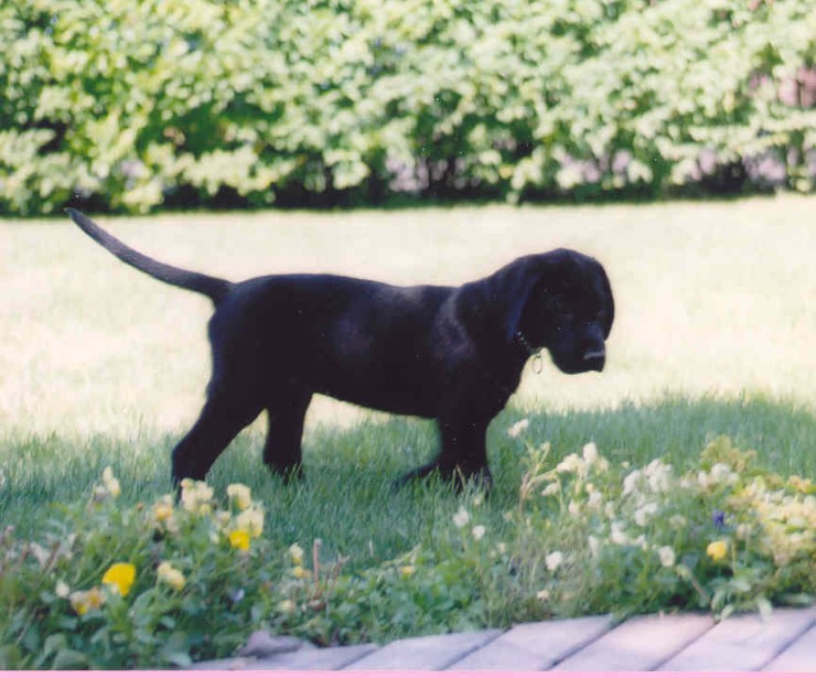 Doindogs Ai, 8 wks.jpg